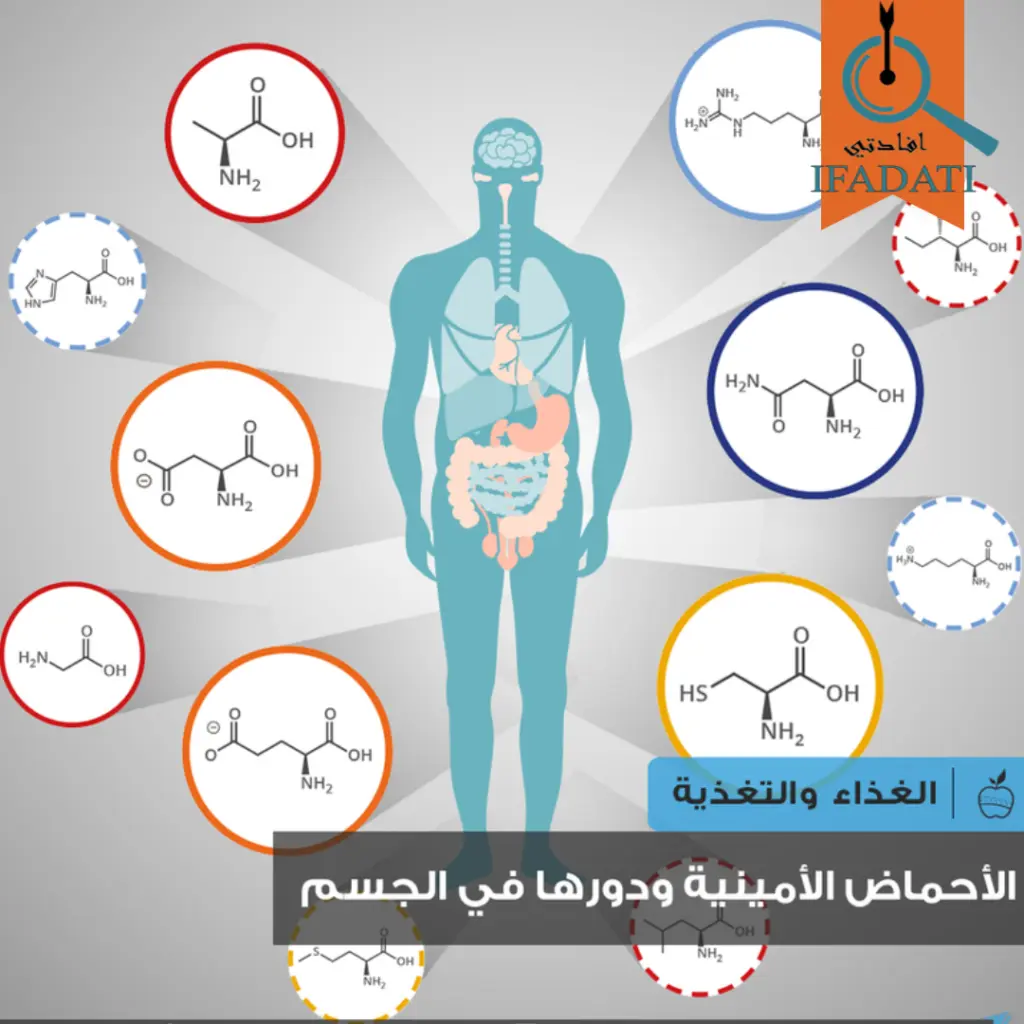 الاحماض الامينية