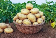 البطاطس