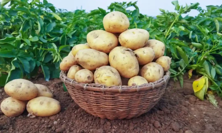 البطاطس