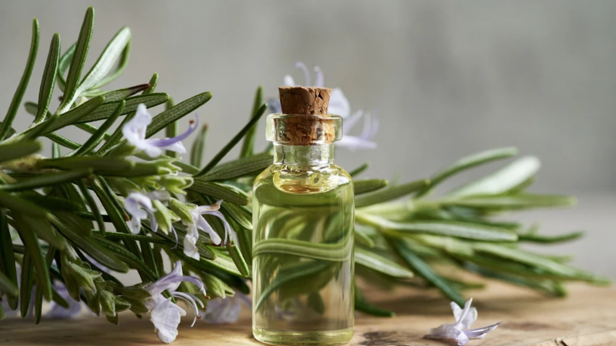 زيت اكليل الجبل