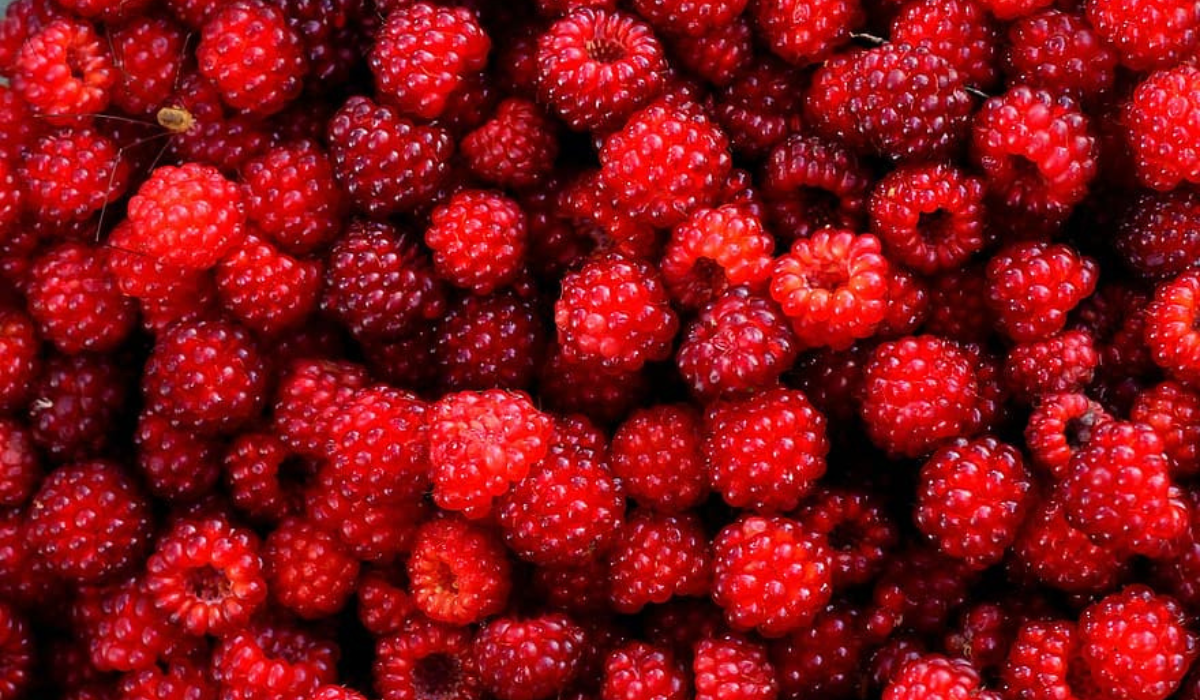 فوائد التوت الاحمر