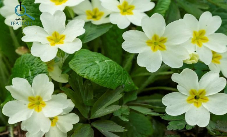 زهرة الربيع المسائية تجربتي